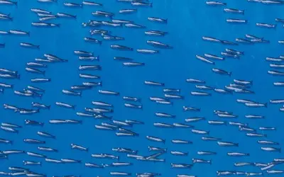 Tests prove fish-friendly credentials